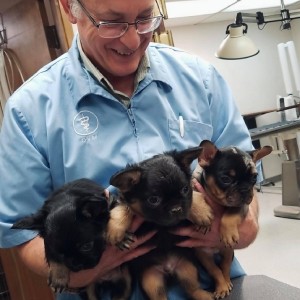 vet holding 3 cute puppies