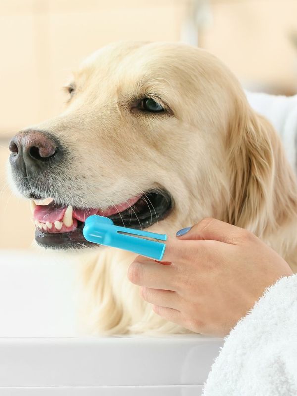 pet dental care