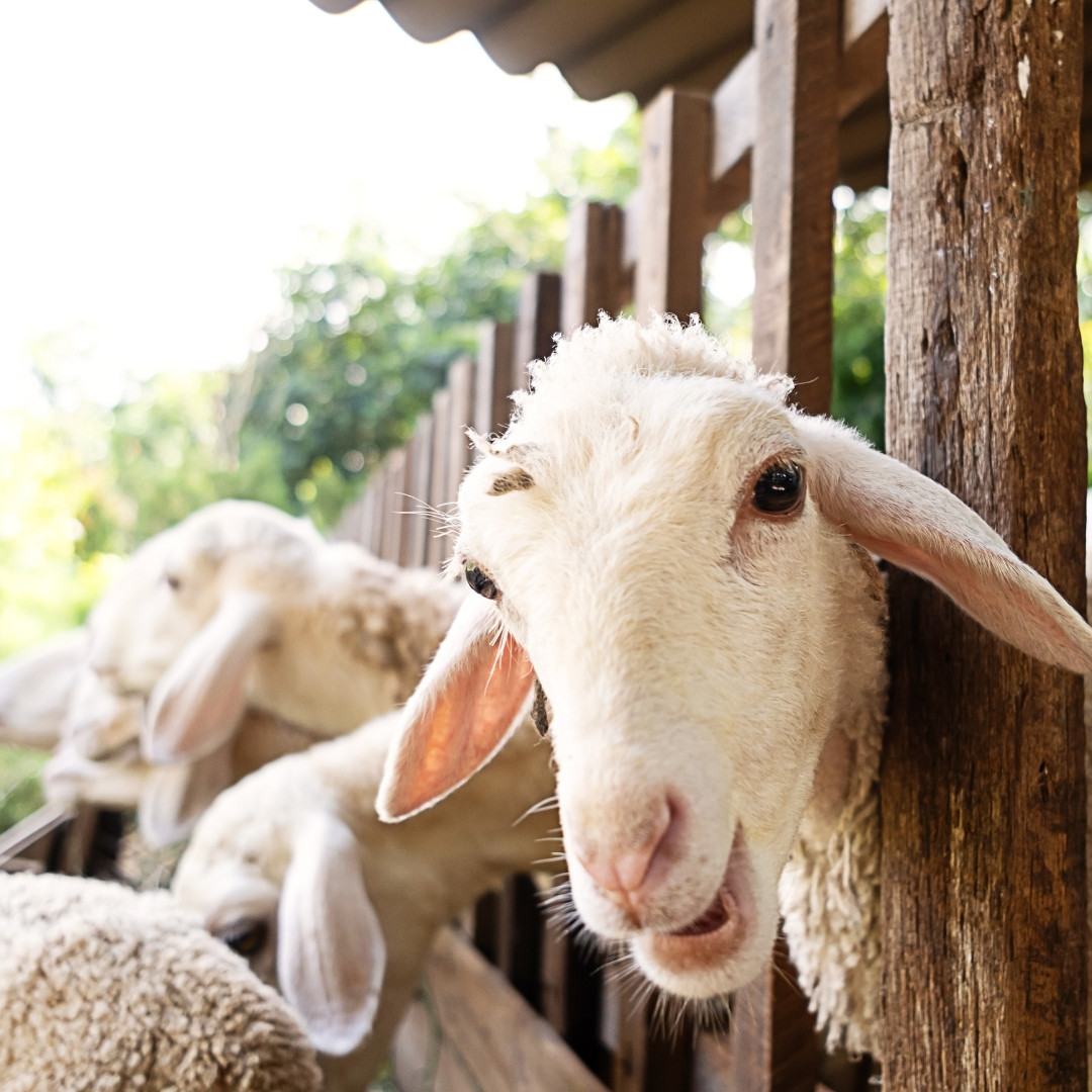farm calls a sheep peeks its head through a wooden fence