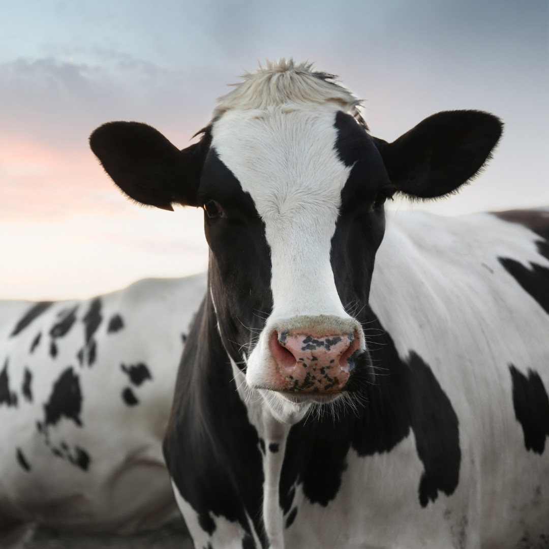 herd wellness a cow with a distinct black and white face
