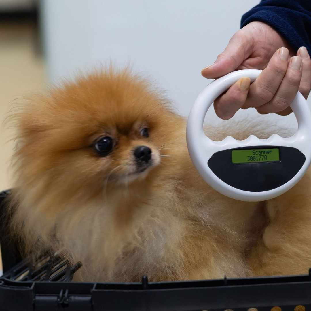 microchipping dog being scanned for a microchip