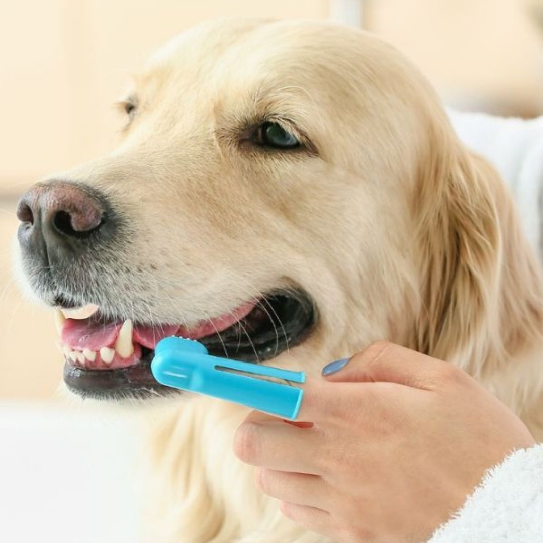pet dentistry a person cleaning dog's teeth