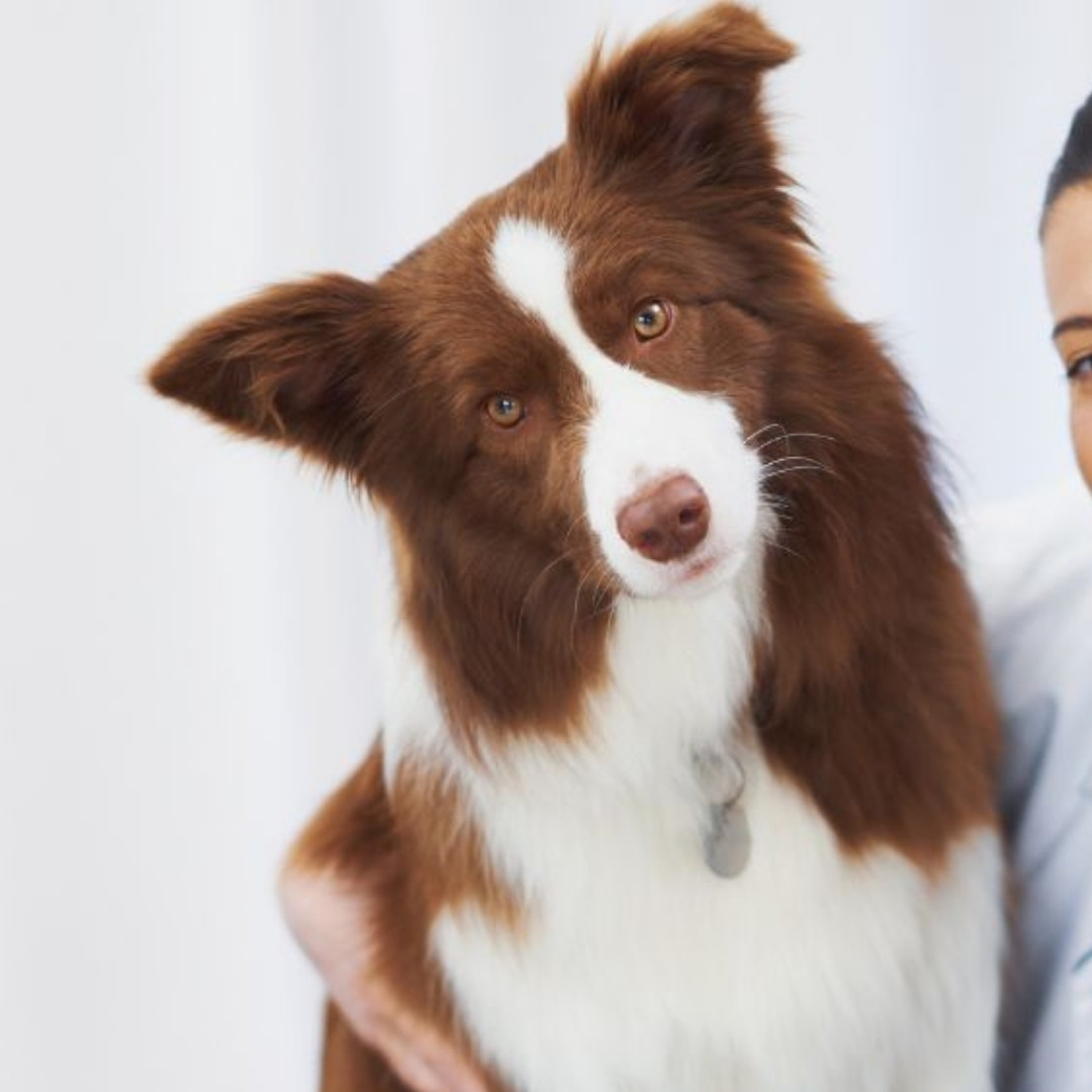 pet hospitalization veterinarian holds a brown and white dog