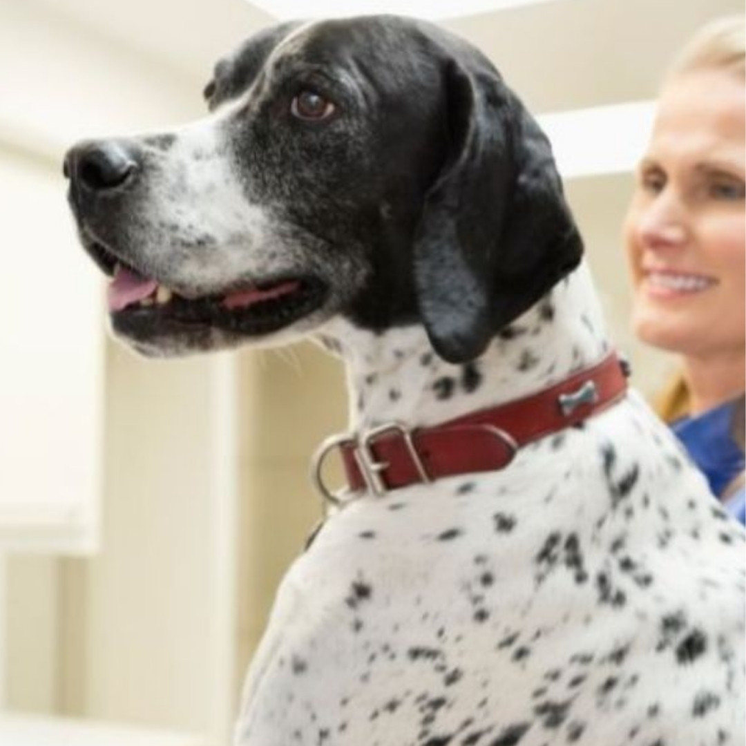 pet vaccinations a vet staff gently holds a dog