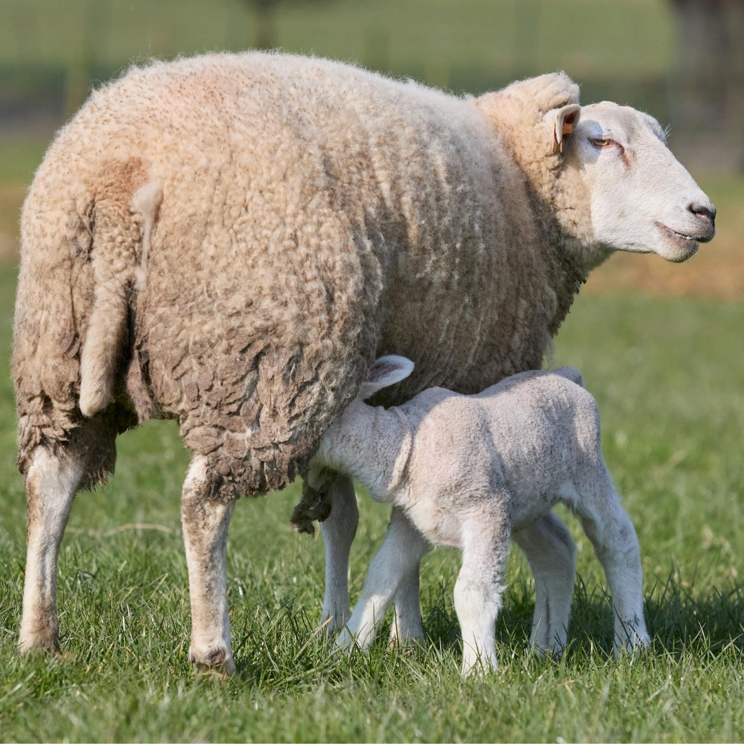 a sheep and its lamb stand together