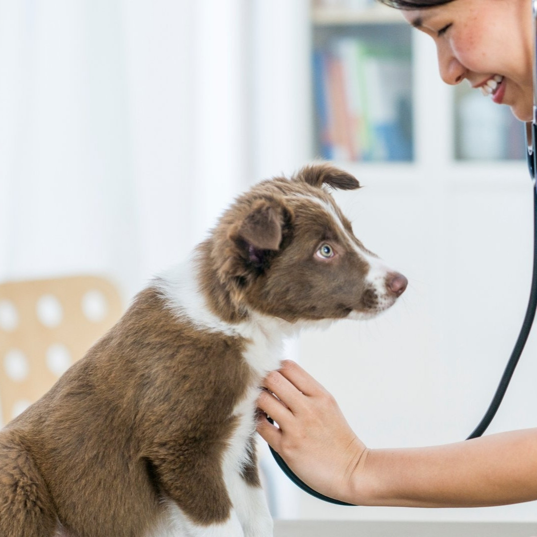 wellness exams a vet uses a stethoscope to examine a dog